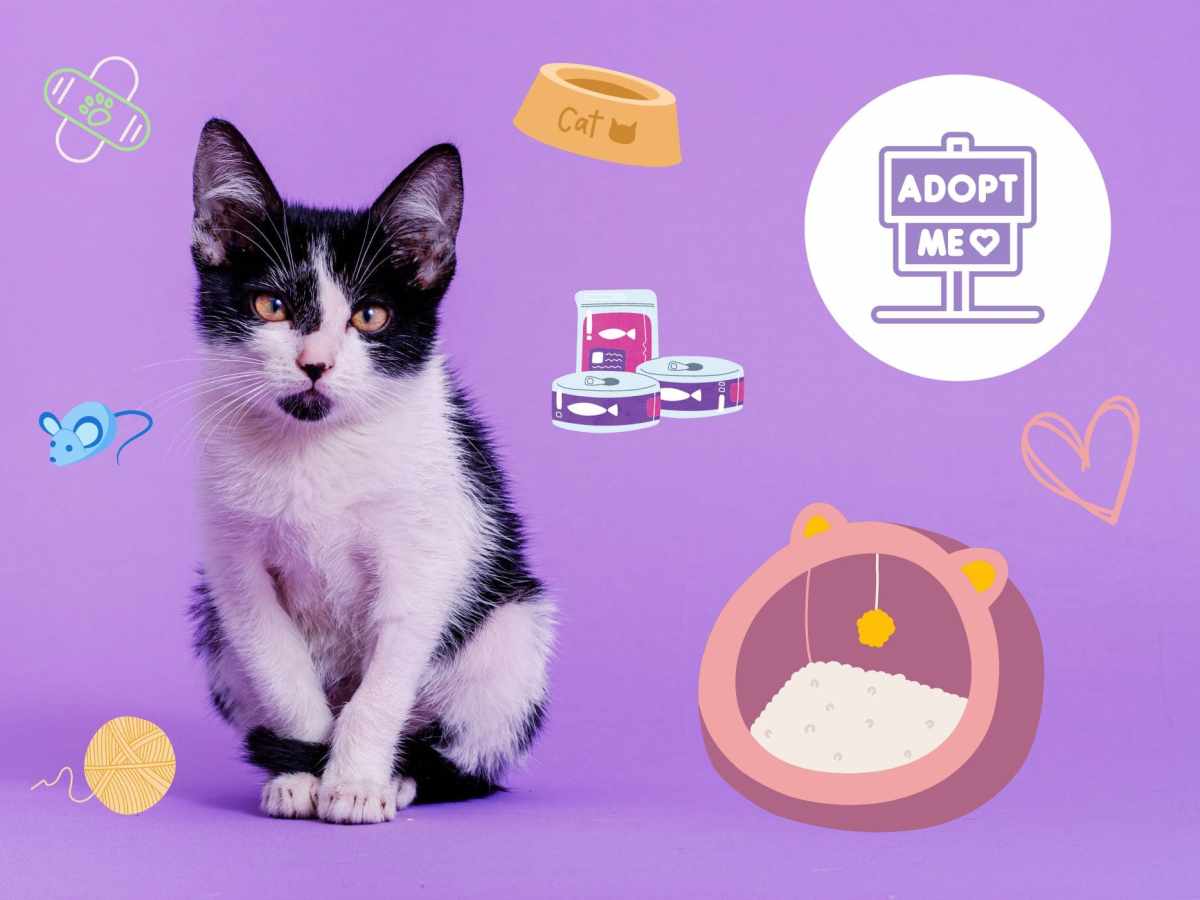 Adopter un chaton… 4 conseils&nbsp;utiles