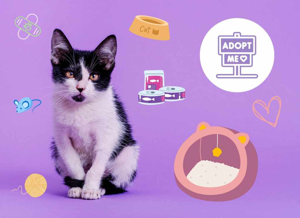Adopter un chaton… 4 conseils&nbsp;utiles