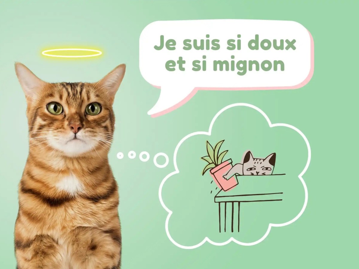 6 choses à savoir avant d’adopter un&nbsp;chat