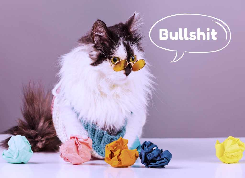 5 idées reçues sur les&nbsp;chats